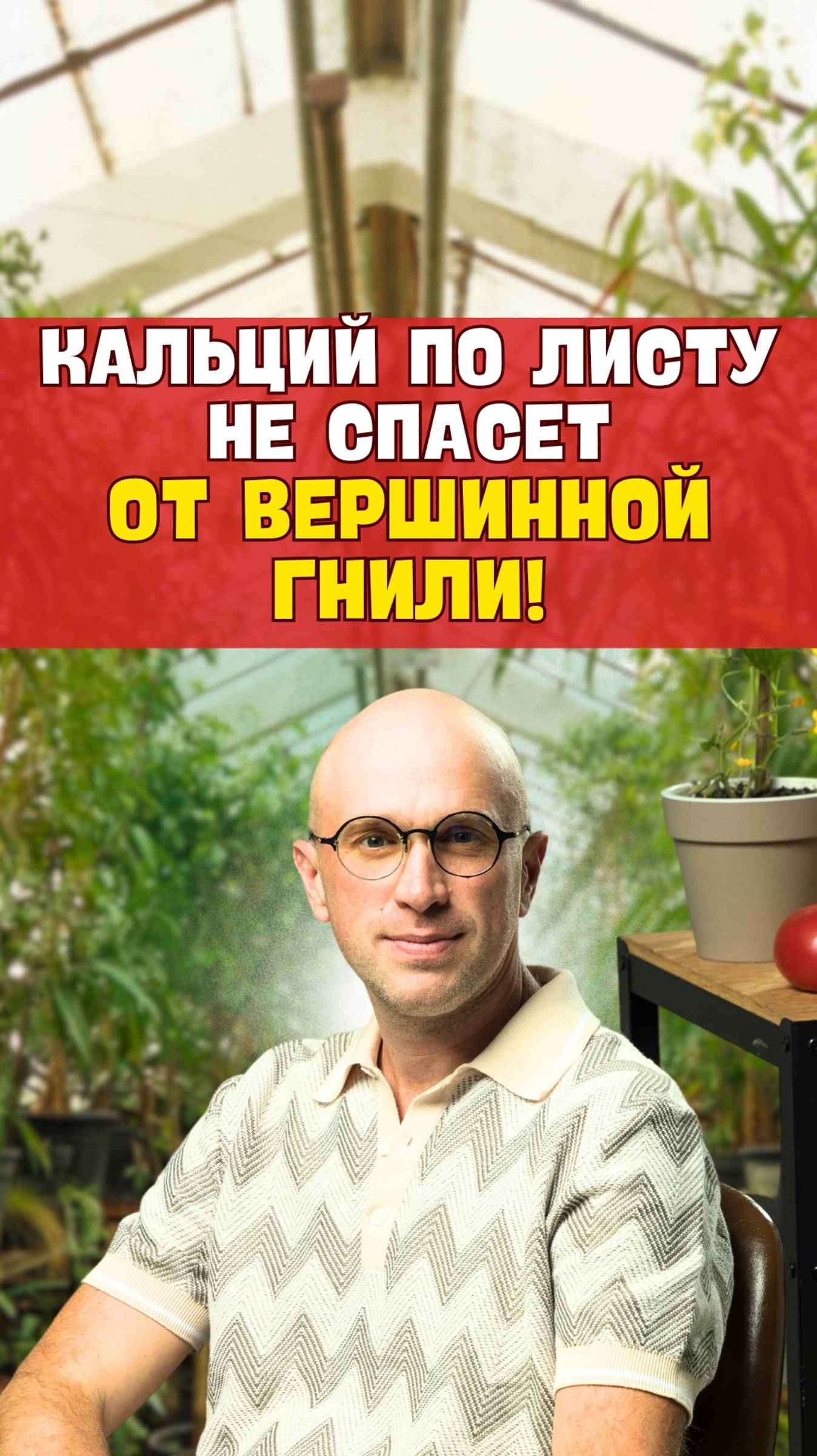 Вершинная гниль на томатах. Почему листовые подкормки не работают?