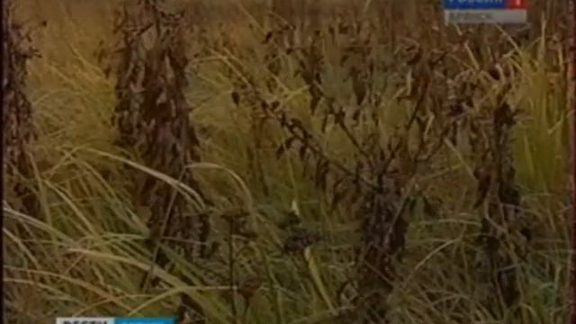 Три тысячи гектаров заброшенных земель смотреть онлайн