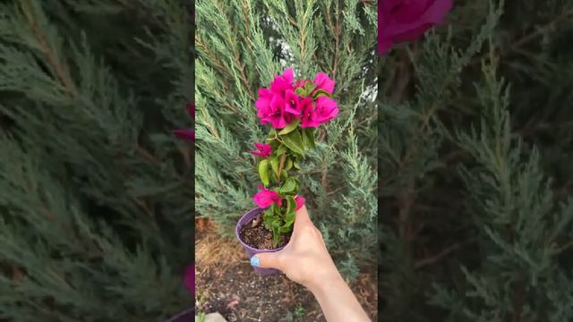 Как Выглядит Цветущая Бугенвиллея