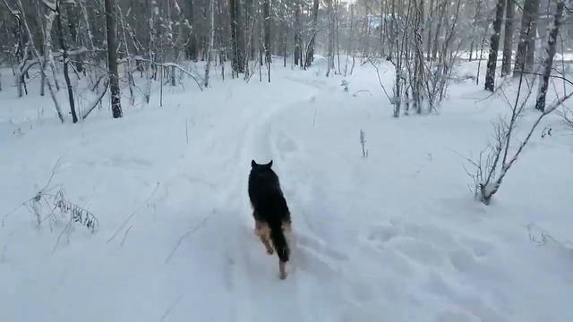 Прогулка с собакой в - 40 смотреть онлайн