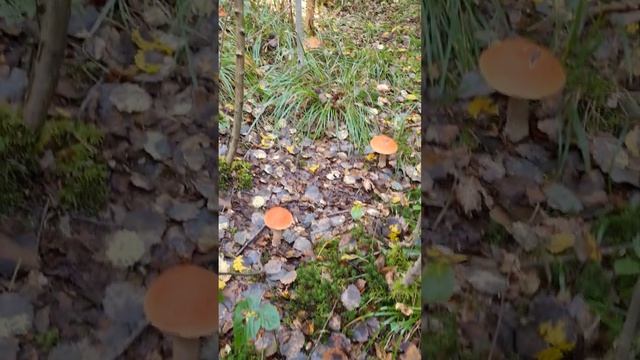 МЫСЛИ ГРИБНИКА #сборгрибов #поехатьзагрибами #походвлес #лес  #природа