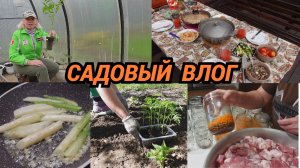 Влог/Зачем сажать томаты в ведра без дна/Обед в саду/Делаю каши и тушенку в автоклаве