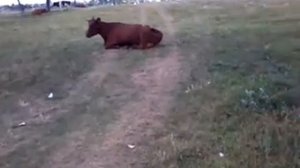 Испугалась корова. Муу