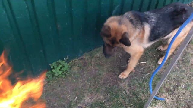 Шампиньоны на гриле по легерски