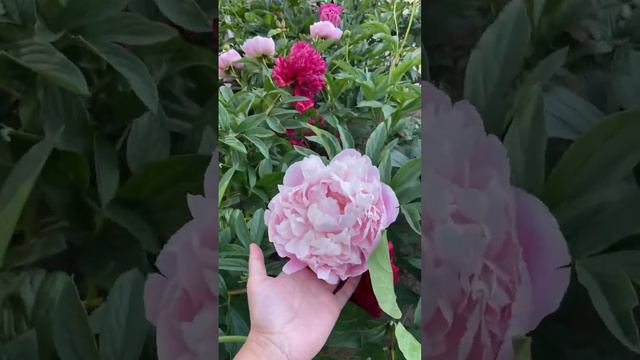 Пион миссис Ф.Д. Рузвельт Paeonia Mrs. F.D.Roosevelt