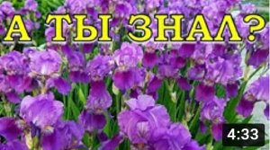 ИРИСЫ отцвели...что делать дальше?⚘⚘⚘
