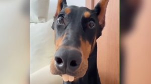 Приколы с животными!?