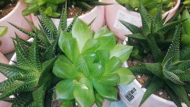 Влог 2. Орхидеи и другие цветы в Икее Тёплый Стан. Скидка на кашпо для Орхидей, хорошее качество! смотреть онлайн