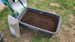 ПОСАДКА ШТАМБОВОЙ РОЗЫ В КАШПО?