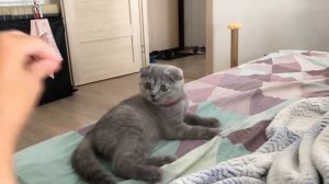 Злой котёнок