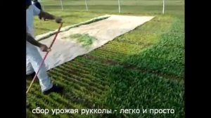 Выращивание салата бизнес |Особенности выращивания листового салата | опыт Италии |
