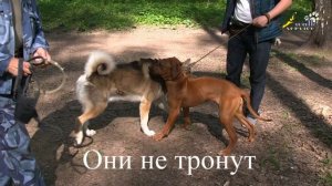 Как защитить свою собаку от агрессивных собратьев, все средства хороши или нет, страшный ошейник