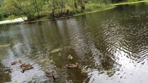 Стихотворение про уток. Гусарова Татьяна. Читает автор