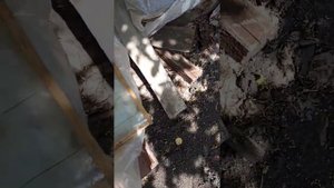 Прилетел рой пчел на пасеку в старый улей оставляйте пустые улья на пасеке