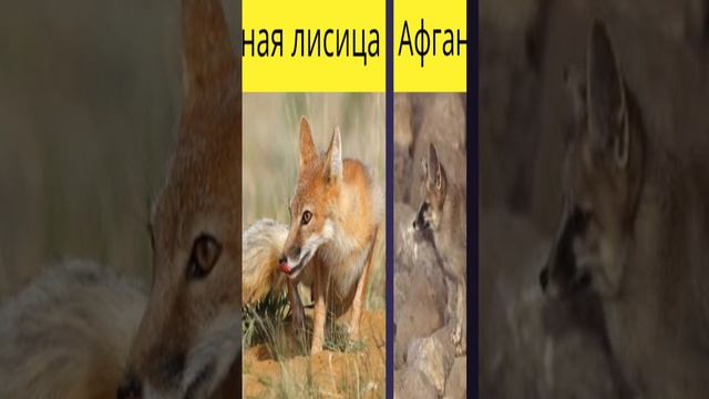 Виды лис / лисиц / Виды лисиц / Лисицы