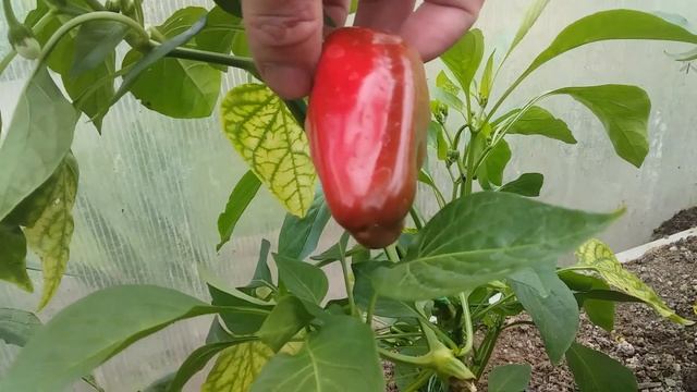 КОГДА СЕЯТЬ ПЕРЕЦ В 2021 ГОДУ? Не спешить сеять! Посев по лунному календарю! смотреть онлайн