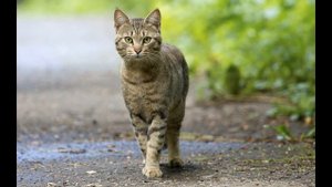 Учим животных Челлендж Влада А5 Угадай как говорят Животные Развивающие видео для детей.