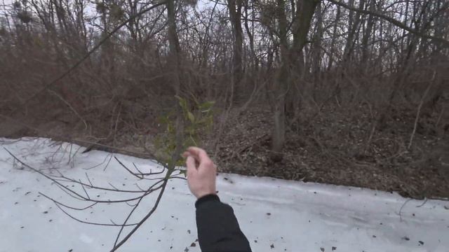 Прогулки по Киеву. Вечерняя прогулка к устью Десны. 26 января 2021 г смотреть онлайн