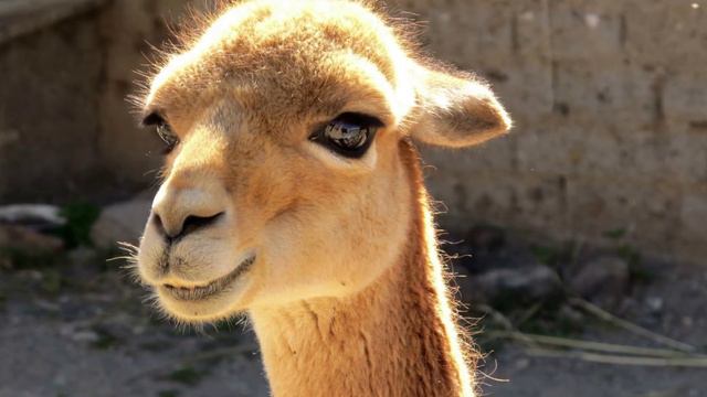 Llama, Guanaco, Vicuña, Alpaca | Datos curiosos de animales смотреть онлайн