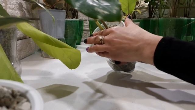 корни в ЦЕОЛИТЕ укоренение, выращивание, развитие корневой системы