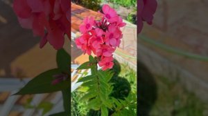 Цветочное попурри. Лилейники , флоксы, гладиолусы...