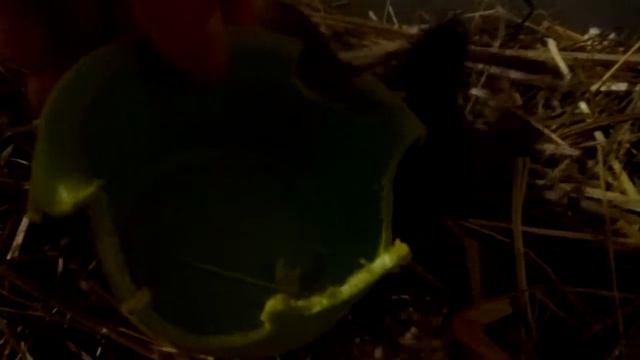 КАК УСТРОИЛИСЬ ПЕСЧАНКИ И ХОМЯК НА НОВЫХ МЕСТАХ. смотреть онлайн