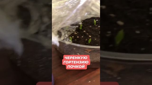 Черенкование гортензии почкой #садсвоимируками #garden #гортензияметельчатая #гортензии