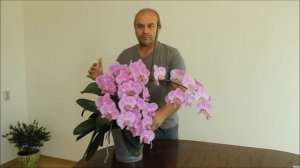 Орхидея уход. Как вырастить сильное здоровое растение.