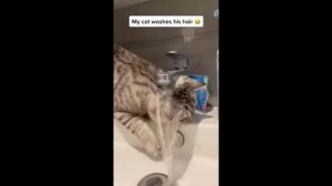 Кот уснул сидя и храпит