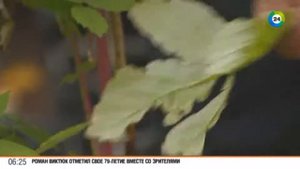 Как выбрать саженцы малины