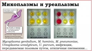 42. Клинически значимые бактерии родов Mycoplasma и Ureaplasma