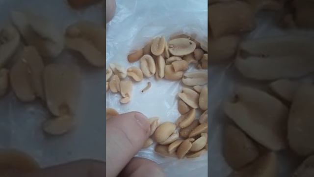 Живые червяки ползают в орехах смотреть онлайн