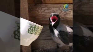 Как приручить ворона.