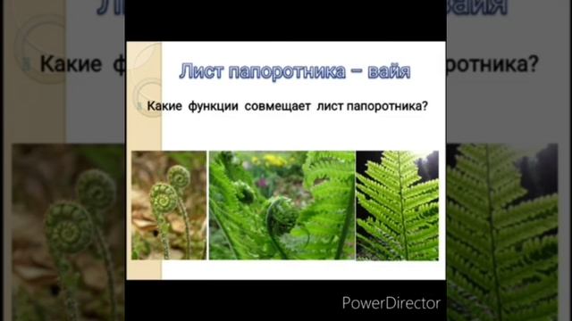 Папоротники