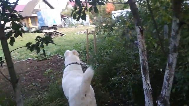 С алабаем в гости к другу. Оставляю собаку охранять машину в первый раз. смотреть онлайн