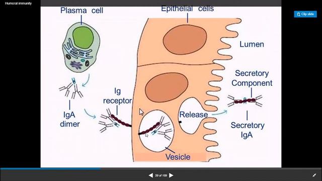 classification of immunoglobulins |Ig A, Ig B, IgD, Ig E,Ig G,Ig M | IMMUNOLOGY|STUDY GUIDE смотреть онлайн