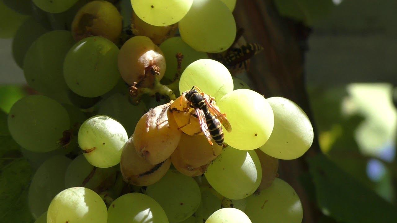 2018-08-03_Торони_усадьба Сакиса_Битва на виноградном пиру-1