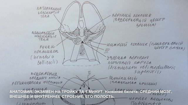 Билет 016. СРЕДНИЙ МОЗГ, ВНЕШНЕЕ И ВНУТРЕННЕЕ СТРОЕНИЕ, ЕГО ПОЛОСТЬ.