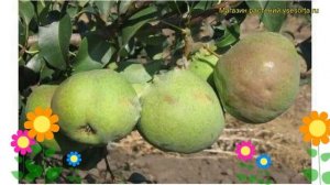 Груша обыкновенная Елена. Краткий обзор, описание характеристик pyrus communis Helena