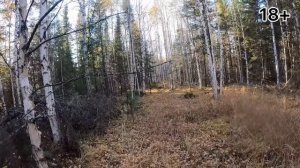 Охота на лося с лайкой 2021г.