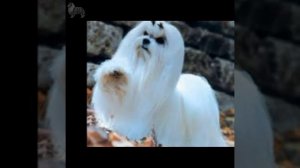 Каталог пород собак. Мальтезе, или мальтийская болонка (Maltese, Richon Maltiase)