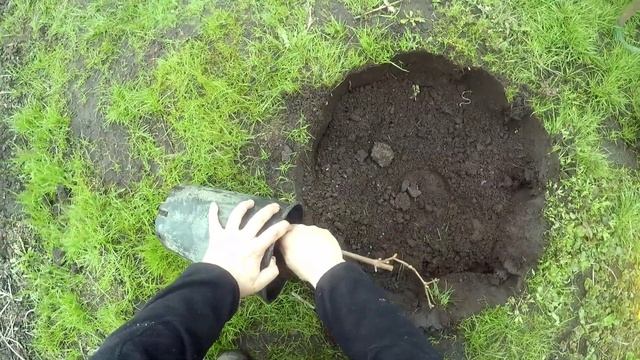 Посадка винограда в Подмосковье. Что для этого нужно, и как просто это сделать.