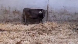 Продажа оптом из Европы Бурая Швицкая порода коровы