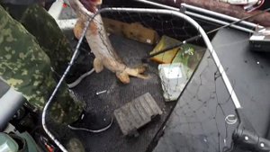 РЫБАЛКА В ПАРАБЕЛИ 2020 ,Трофейные щуки ,судаки , стерлядь на джиг