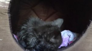 Нашли комочек счастья ! Как ухаживать за котенком с улицы ?!