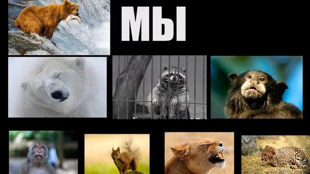 защита животных. Мой первый ролик в Adobe After Effects смотреть онлайн