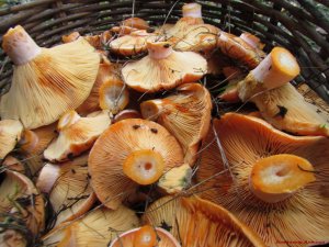 Рыжики ЗОЛОТЫЕ ГРИБЫ! Море рыжиков и МАСЛЯТ! Sea of ginger mushrooms. Shock in the forest