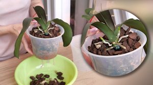 ЭТО СПАСЕТ ОРХИДЕЮ!!! НИКАКИХ КАРДИНАЛЬНЫХ МЕР! УВЕРЕНА В ПРАВИЛЬНОСТИ РЕШЕНИЯ!