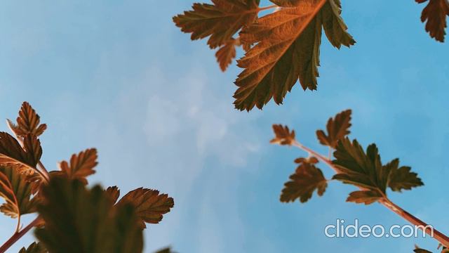 МУЗЫКА ДЛЯ ТВОРЧЕСТВА, ВДОХНОВЕНИЯ И ОТДЫХА