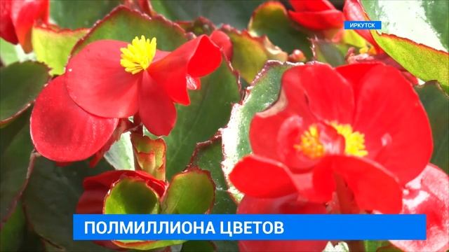 Клумбы Иркутска смотреть онлайн